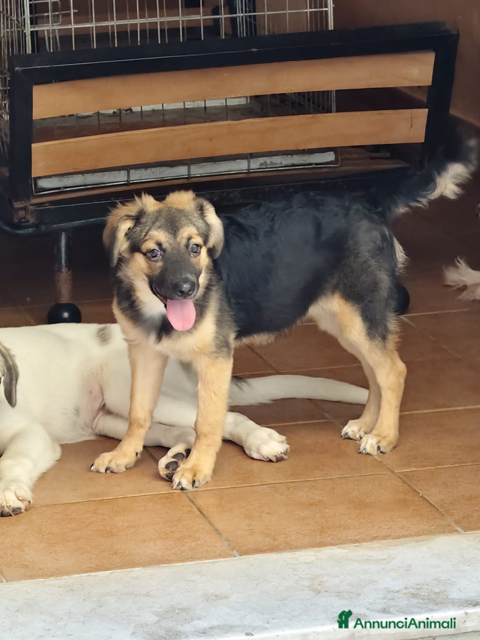 Meticcio cani Gea bellissima cucciola a pelo lungo - Annuncio 22