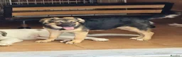 Meticcio cani in regalo: Gea bellissima cucciola a pelo lungo - Annuncio 1