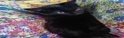 Europeo gatti in regalo: gatto nero 3 mesi cerca casa❤️ - Annuncio 1