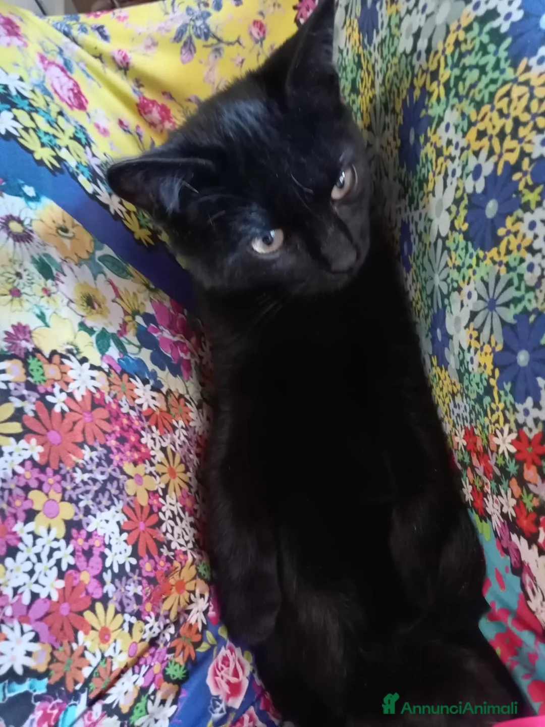Europeo gatti in regalo: gatto nero 3 mesi cerca casa❤️ - Annuncio 1