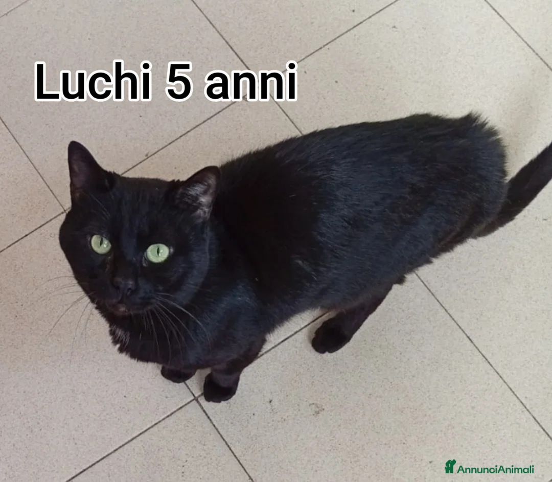 Altre razze gatti in regalo: SERVONO ADOZIONI PER SALVARLI  a Provincia di Modena - Annuncio 3