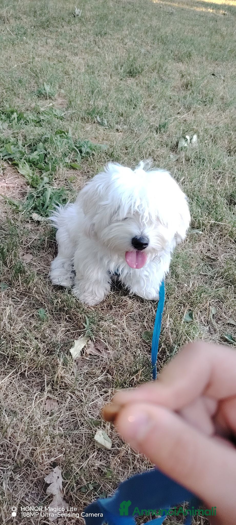 Maltese cani Maltese  - Annuncio 1