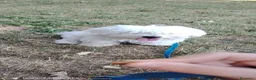 Maltese cani in vendita: Maltese  a Provincia di Modena - Annuncio 1