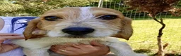 Meticcio cani in regalo: Sole  - Annuncio 3