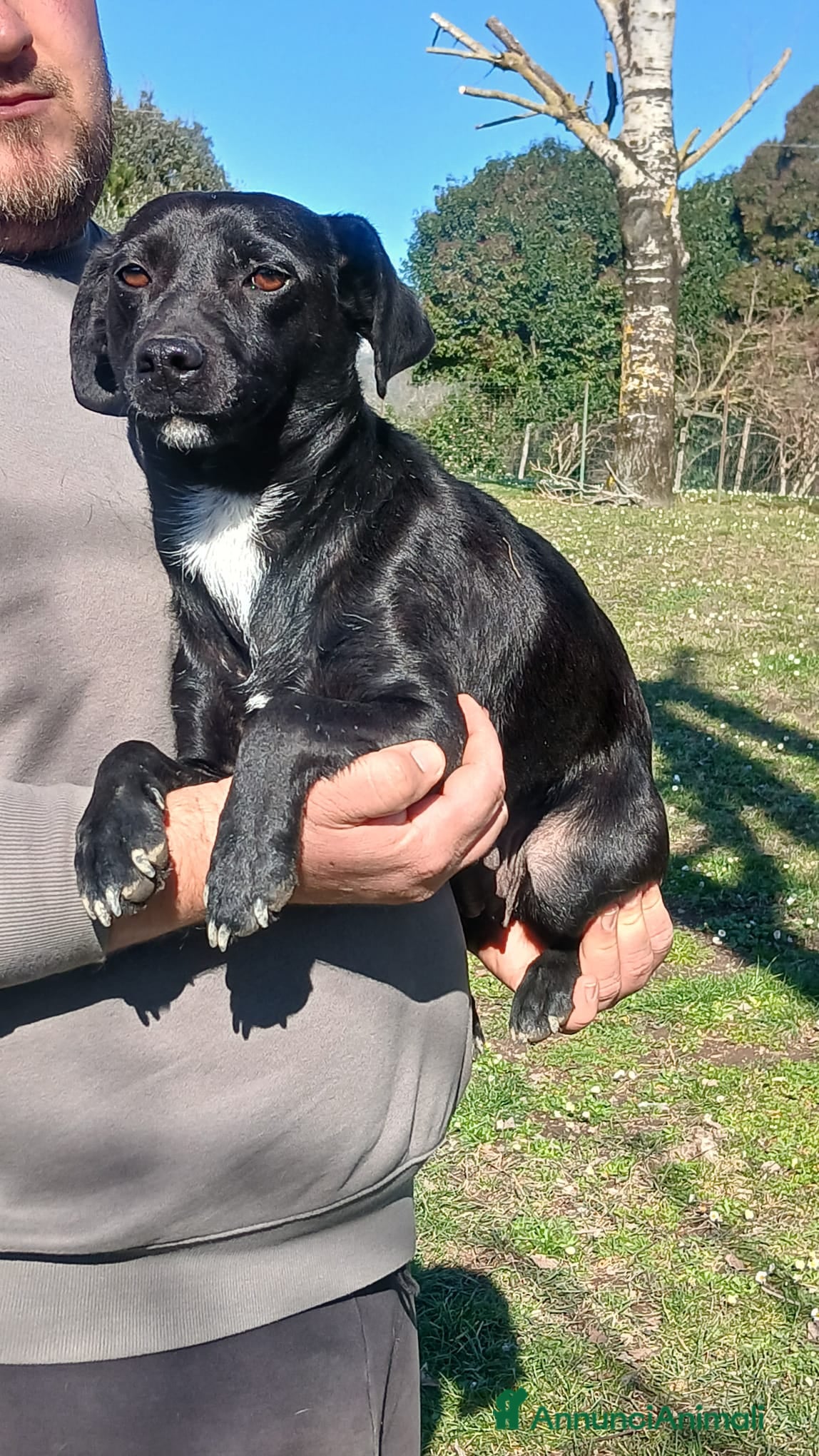 Meticcio cani LA DOLCISSIMA LIQUIRIZIA HA BISOGNO DI UNA CASA - Annuncio 13