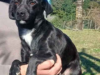 Meticcio cani LA DOLCISSIMA LIQUIRIZIA HA BISOGNO DI UNA CASA - Annuncio 13