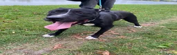 Meticcio cani in regalo: Simil Pitbull 5anni MOLTO BUONA NESSUNO LA NOTA.MN - Annuncio 5