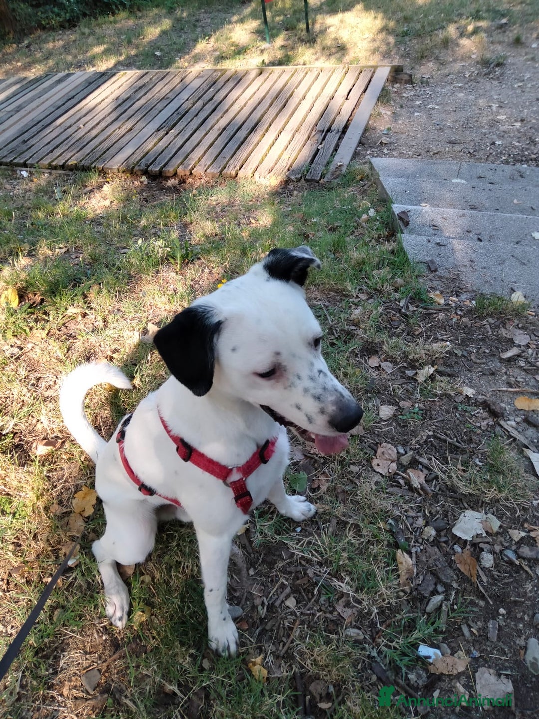 Dalmata cani in regalo: Atlas splendido simil dalmata  - Annuncio 6