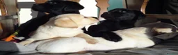 Labrador cani in vendita: Cuccioli Labrador Neri e Miele a Provincia di Pisa - Annuncio 4