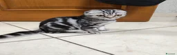 Scottish gatti in vendita: Gattini scottish fold  - Annuncio 2