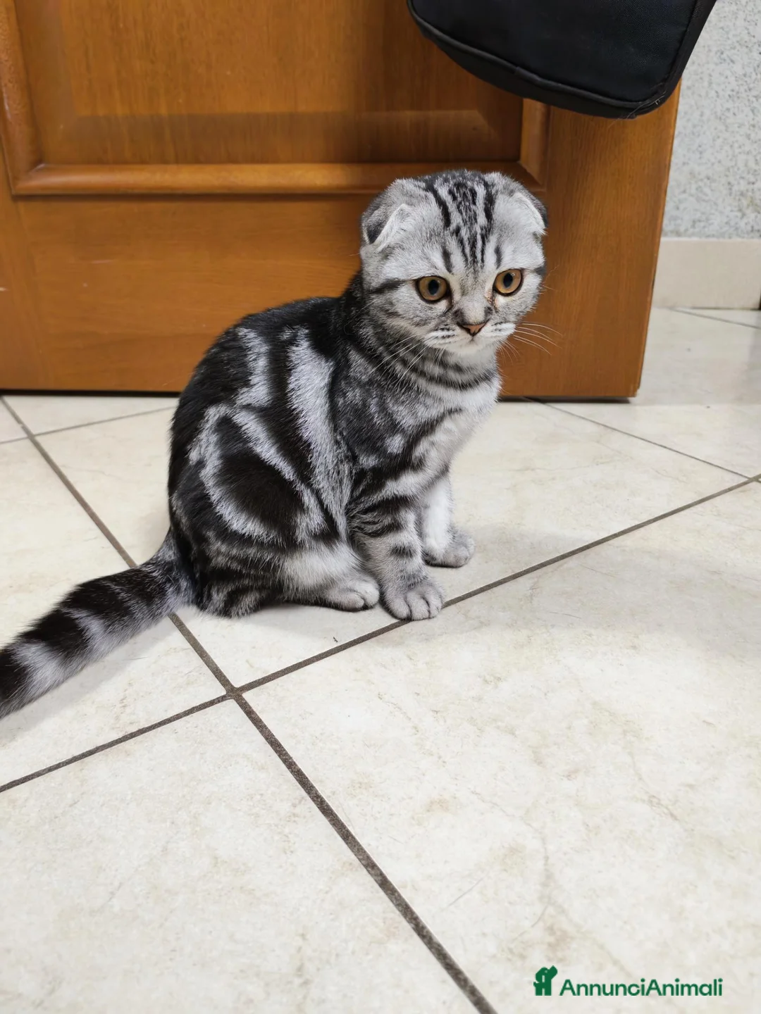 Scottish gatti in vendita: Gattini scottish fold  - Annuncio 2