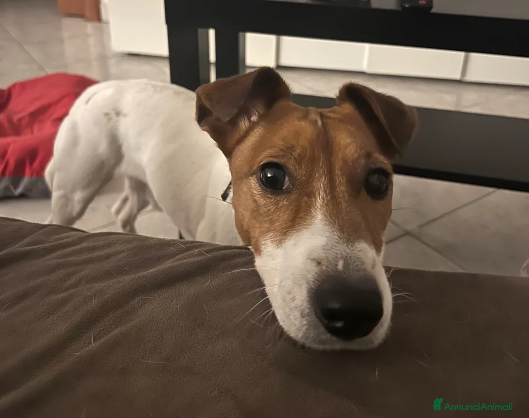 Jack Russell cani in regalo: Jack Russell Parson a Città metropolitana di Milano - Annuncio 4