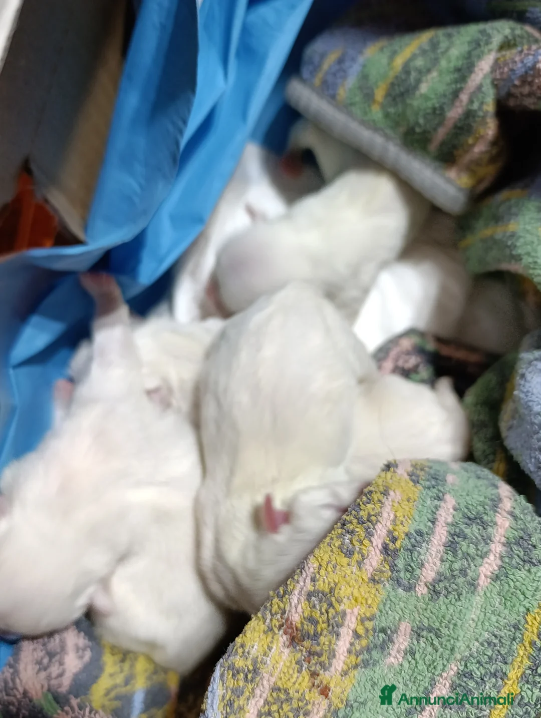 Chihuahua cani in vendita: Cuccioli di Chihuahua  a Provincia di Vicenza - Annuncio 5