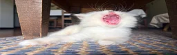 Ragdoll gatti in vendita: Cucciolo ragdoll blue mitted Bleach - Annuncio 7