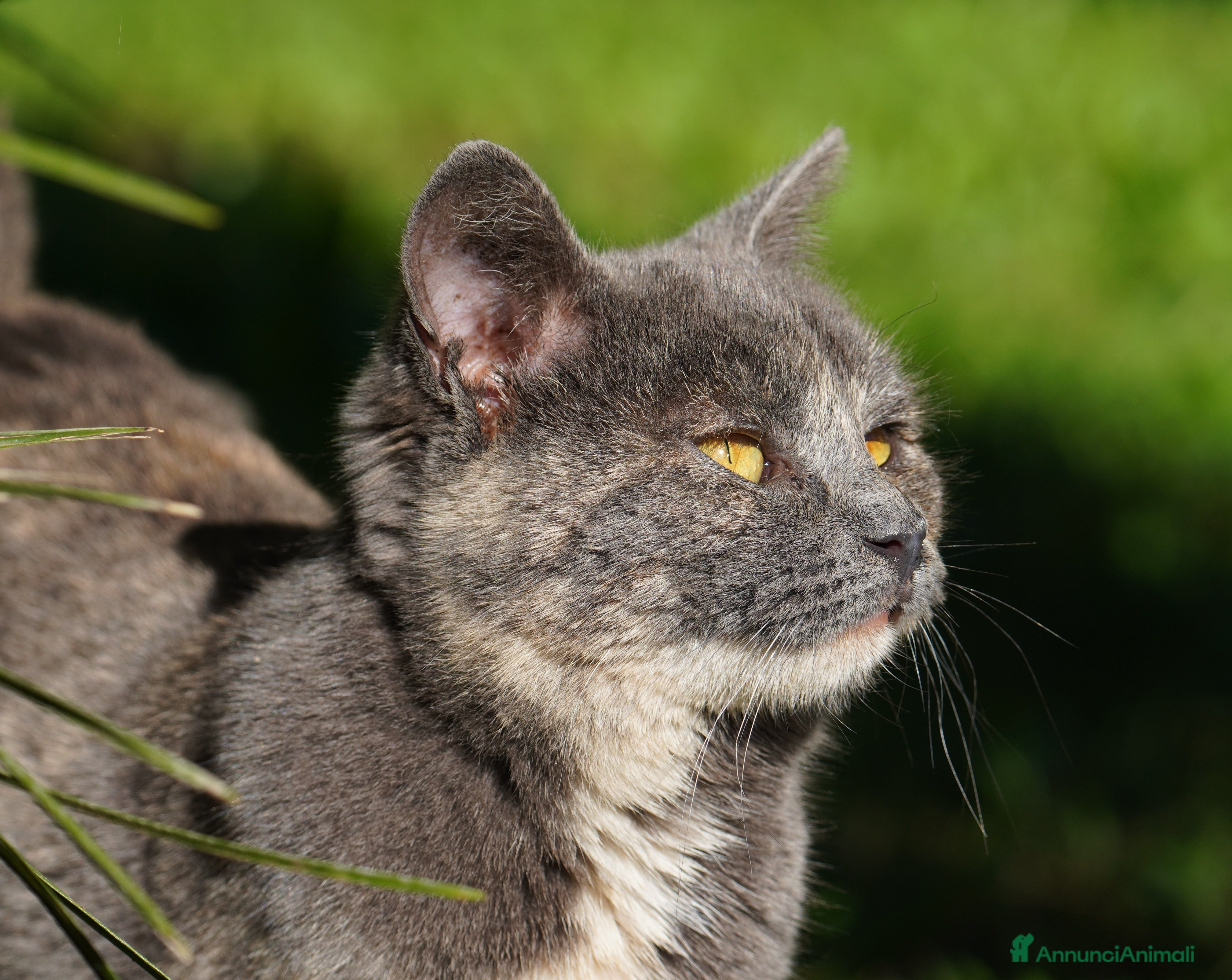 Meticcio gatti Scheggia, gattina meravigliosa  - Annuncio 8