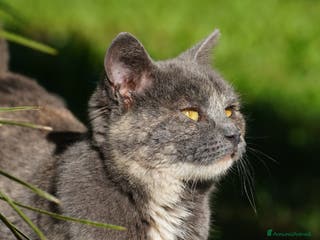 Meticcio gatti Scheggia, gattina meravigliosa - Annuncio 8