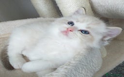 Ragdoll gatti in vendita: Cuccioli Ragdoll a Provincia di Bergamo - Immagine 20