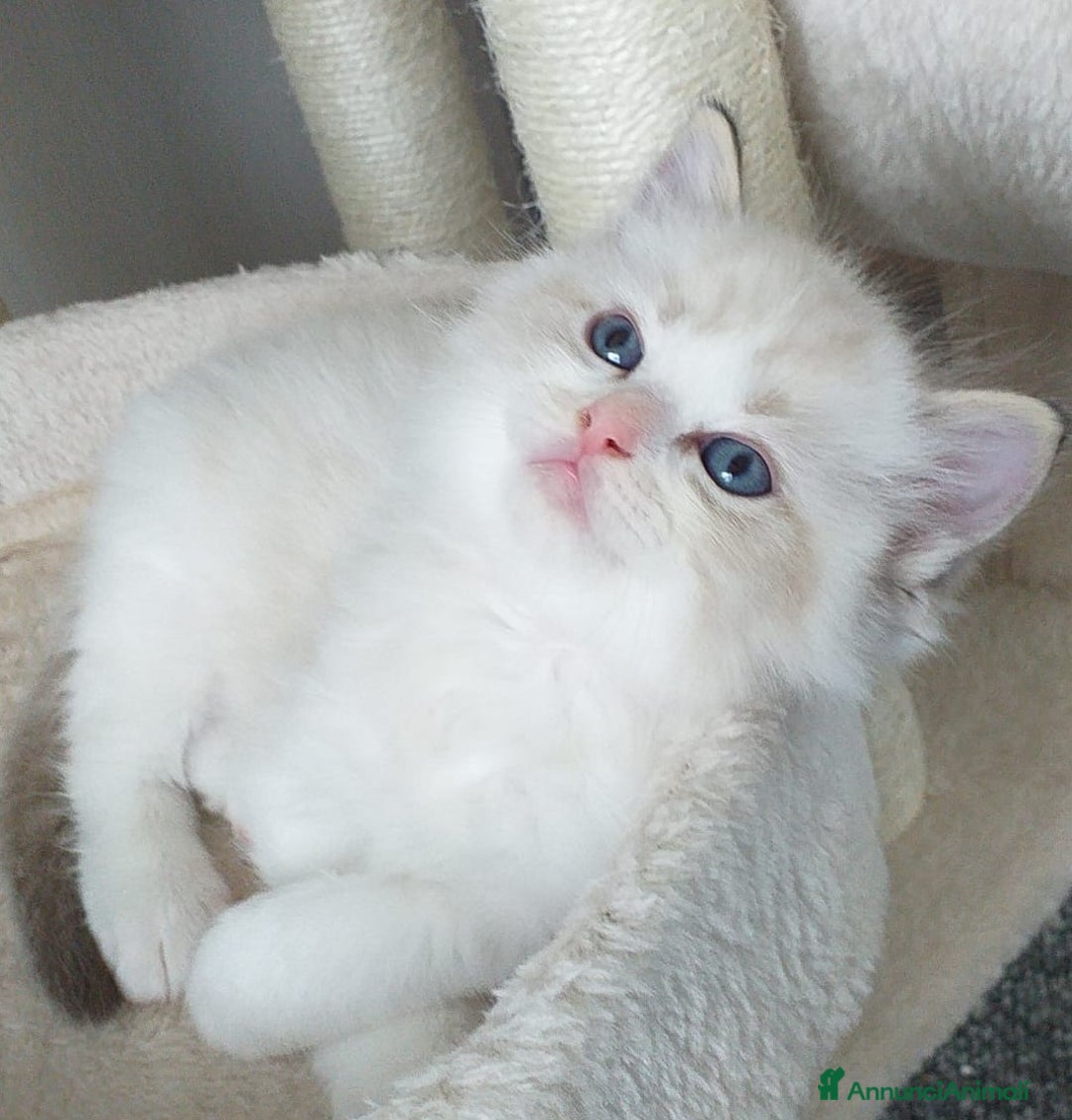 Ragdoll gatti in vendita: Cuccioli Ragdoll a Provincia di Bergamo - Immagine 20