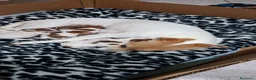 Jack Russell cani in vendita: Vendiita  - Annuncio 2
