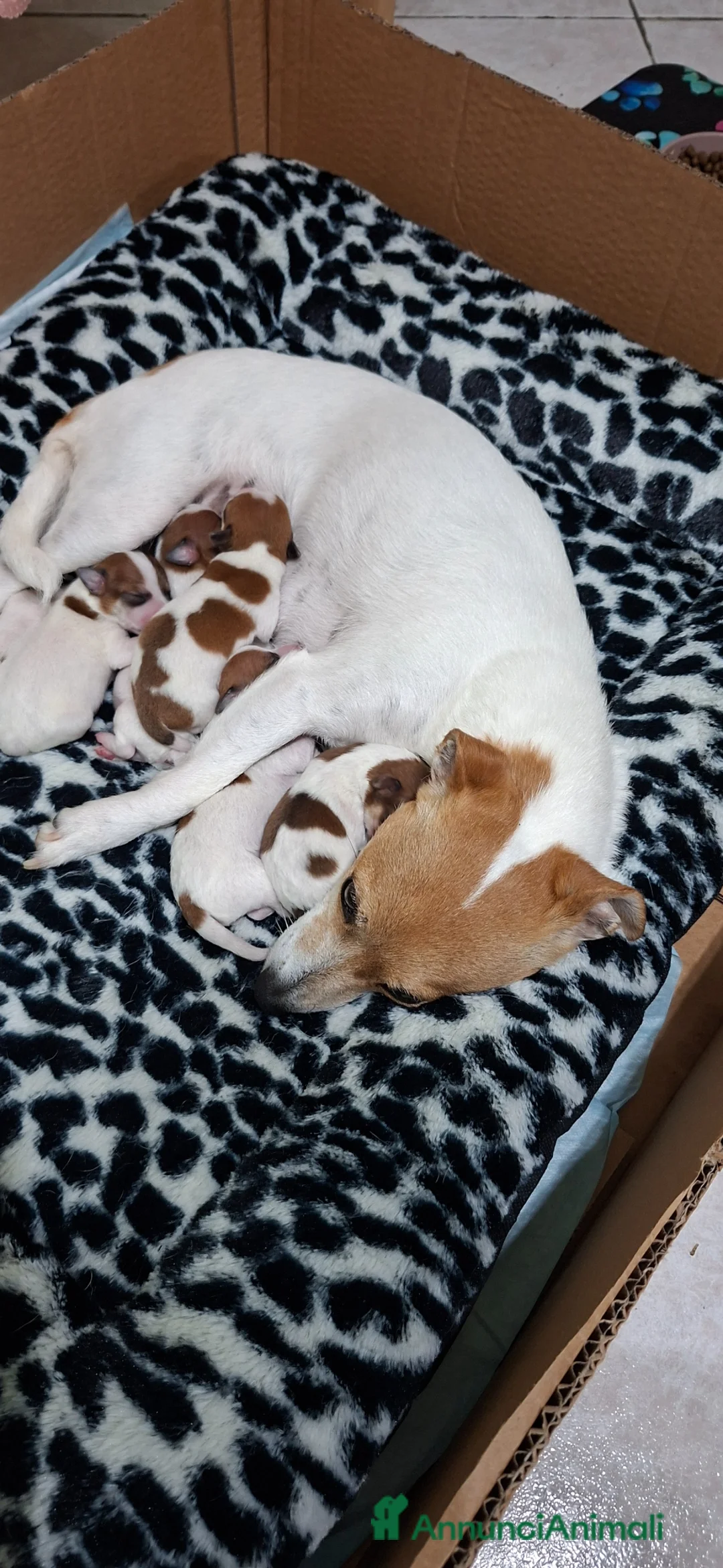 Jack Russell cani in vendita: Vendiita  - Annuncio 2