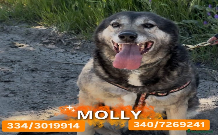 Meticcio cani a Provincia di Como - Annuncio 14