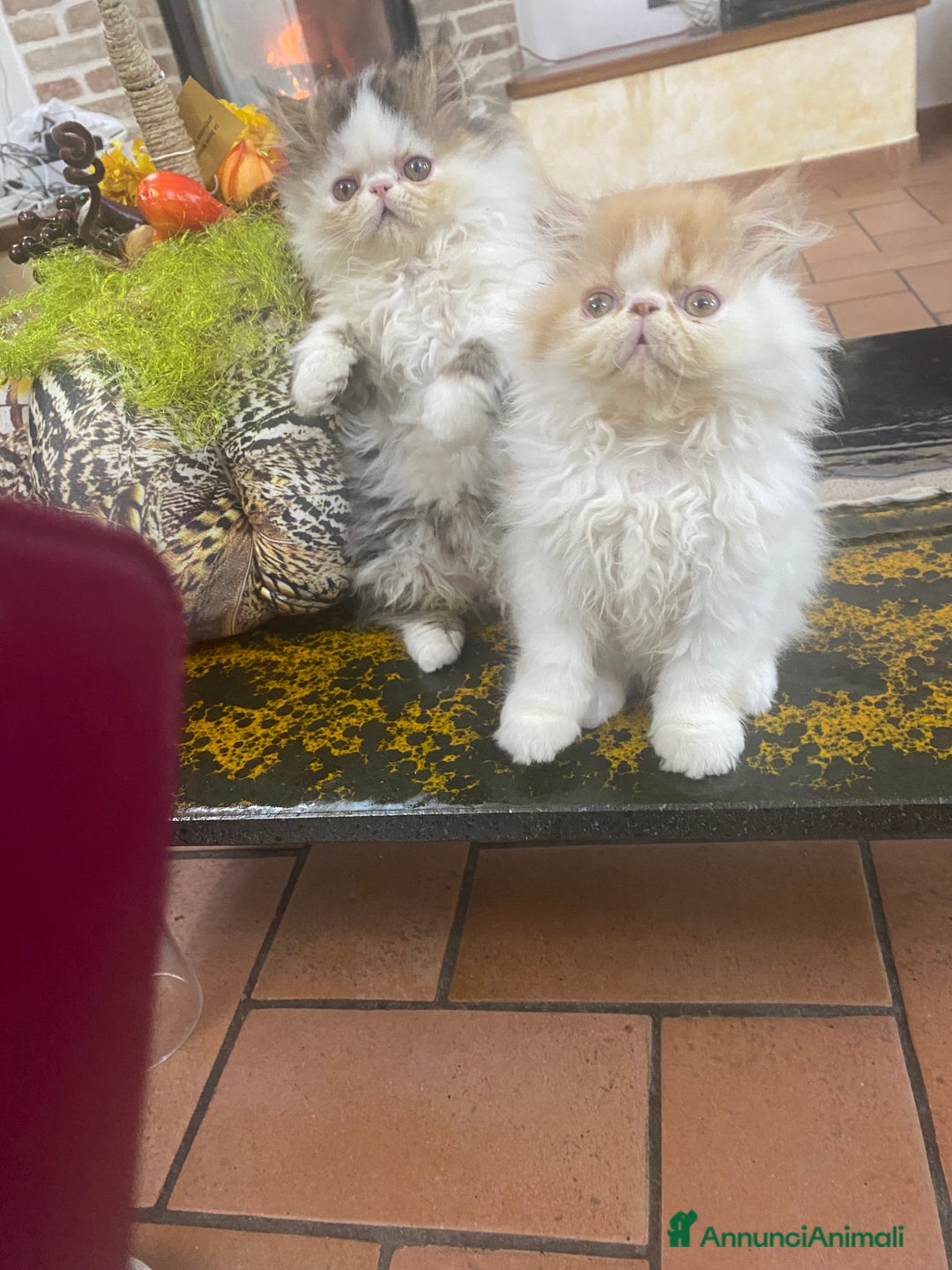 Persiano gatti in vendita: DUE MASCHIETTI PERSIANI IPERTIPICI - Annuncio 12