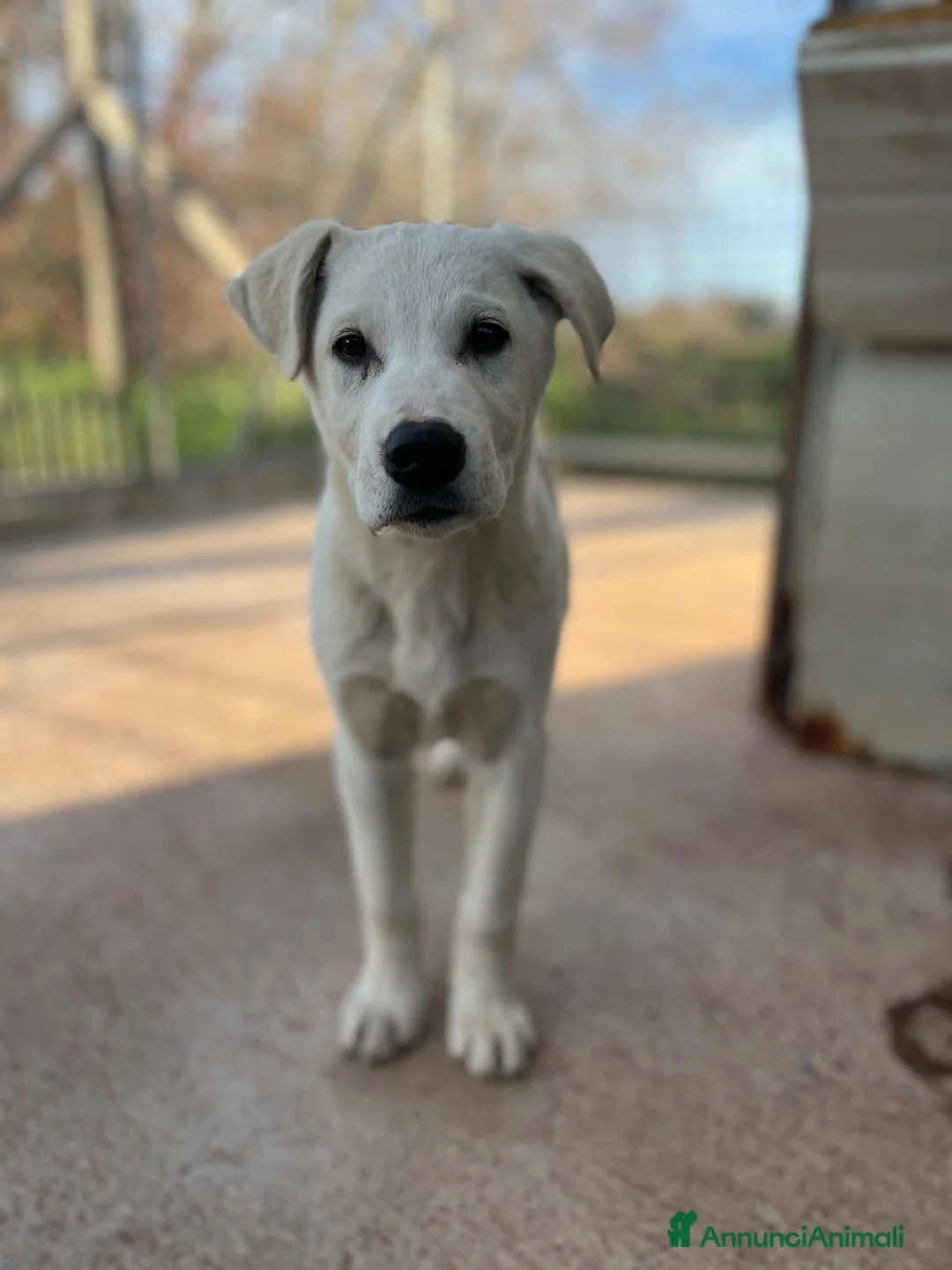 Meticcio cani in regalo: Cucciolo 3 mesi - Annuncio 4