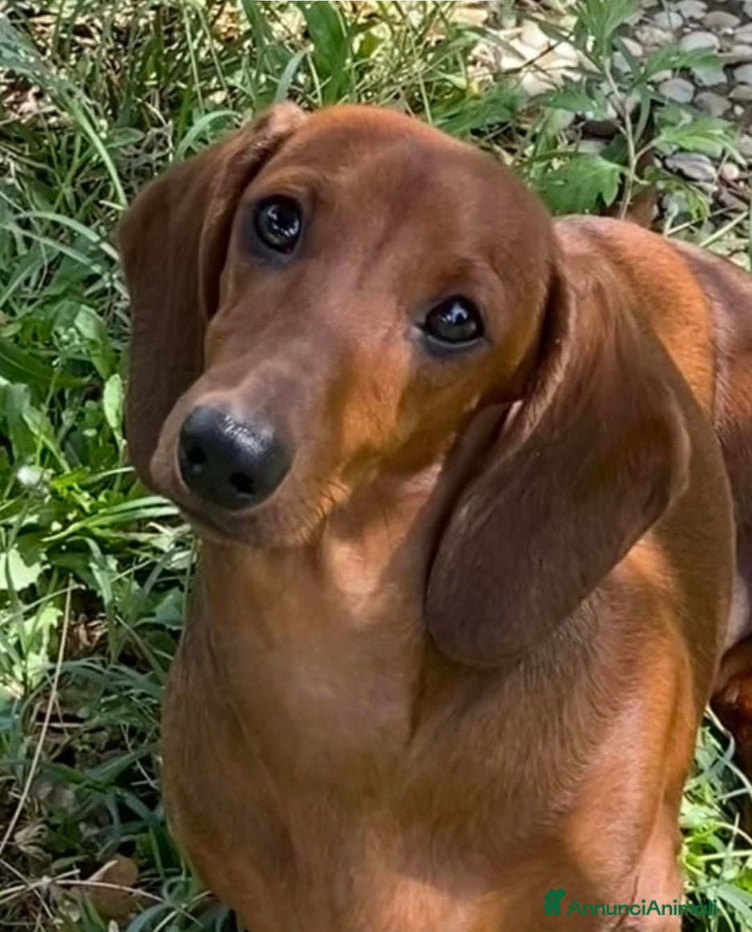 Bassotto cani in vendita: Cuccioli bassotto con pedigree  - Annuncio 3