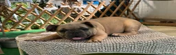 Bulldog Francese cani in vendita: Cucciola bulldog francese  - Annuncio 13