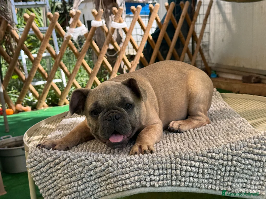 Bulldog Francese cani in vendita: Cucciola bulldog francese  - Annuncio 13