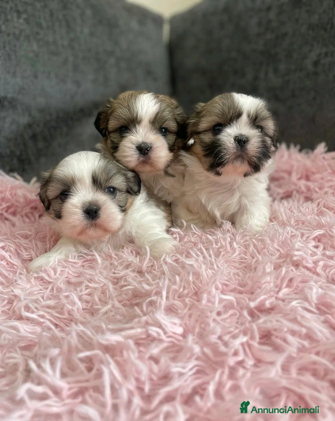 Shih Tzu cani in vendita: Cuccioli di Shih Tzu Imperiale a Città metropolitana di Milano - Annuncio 12