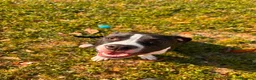 American Staffordshire cani in vendita: American staffordshire terrier a Provincia di Padova - Annuncio 5