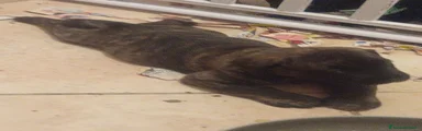 Presa Canario 1