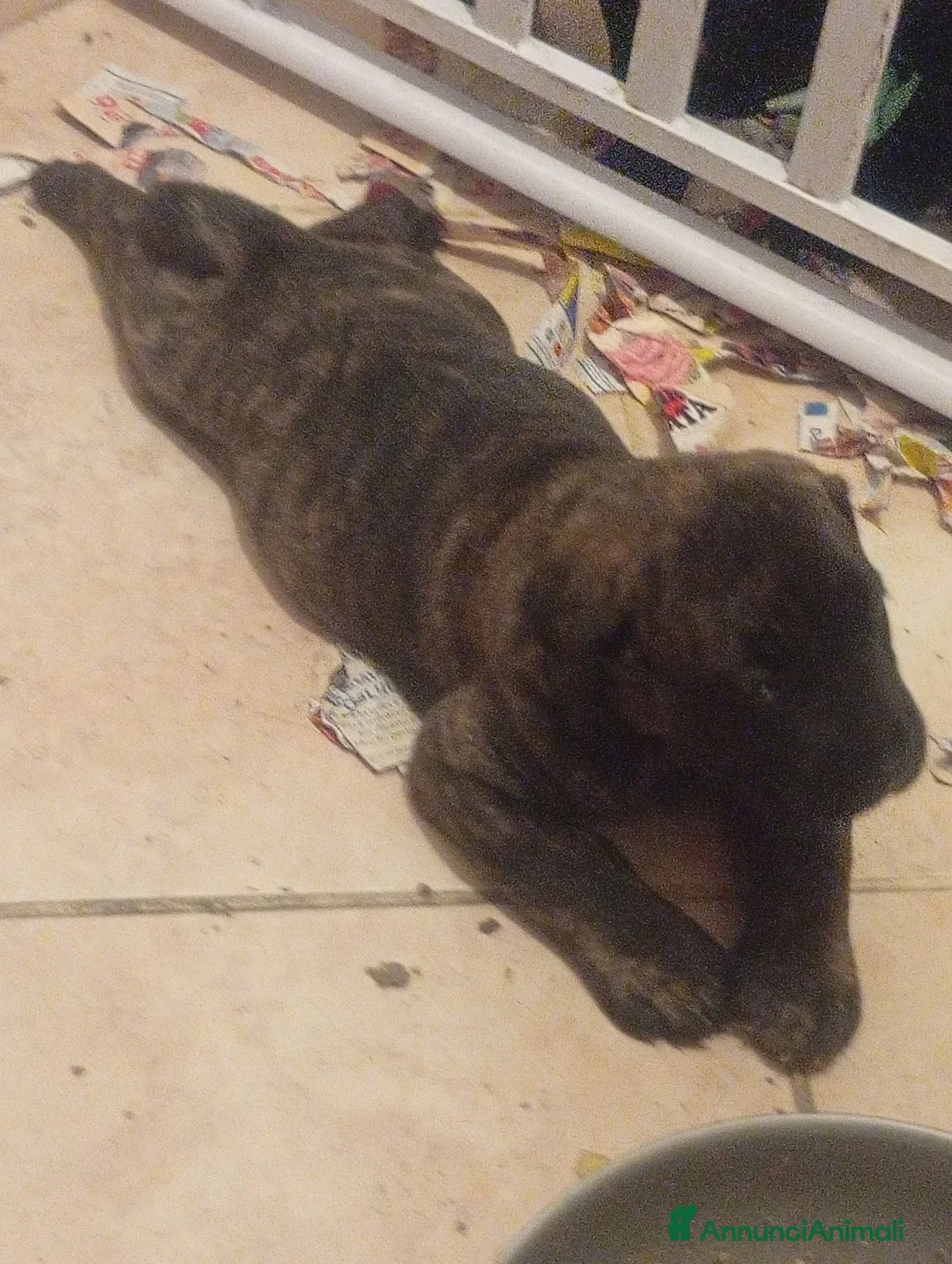 Presa Canario cani in vendita: Presa canario  - Annuncio 4