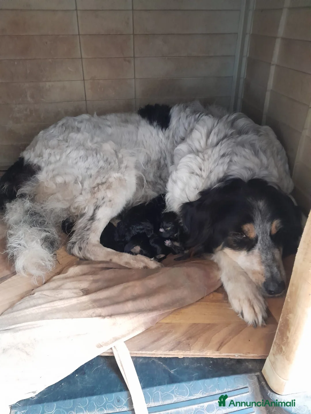 Rottweiler cani in regalo: Cuccioli rottweiler incrocio pastore siciliano  a Libero consorzio comunale di Siracusa - Annuncio 2