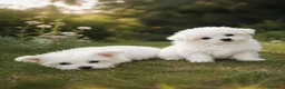 Maltese cani in vendita: Maltesini toy Genitori Visibili  - Annuncio 2