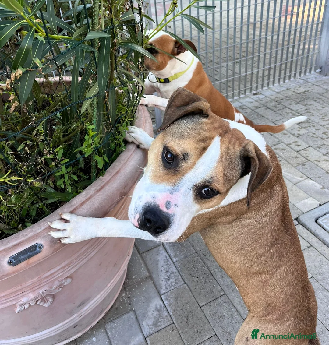 Meticcio cani in regalo: GOLD AMSTAFF - Annuncio 2