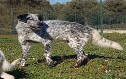 Meticcio cani in regalo: Furia, un allegro cucciolone  a Città Metropolitana di Bari - Immagine 6