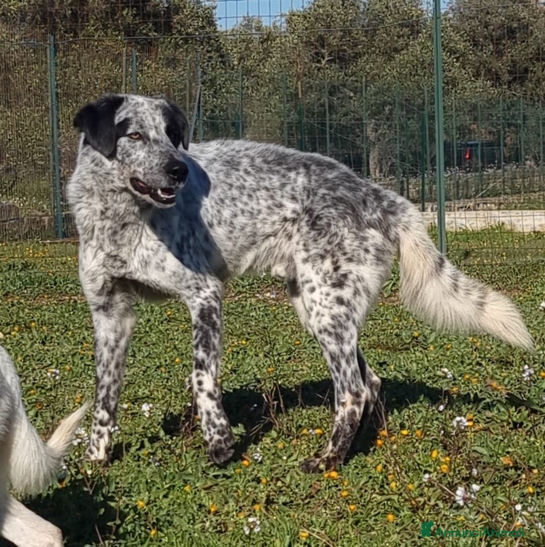 Meticcio cani in regalo: Furia, un allegro cucciolone  a Città Metropolitana di Bari - Immagine 6