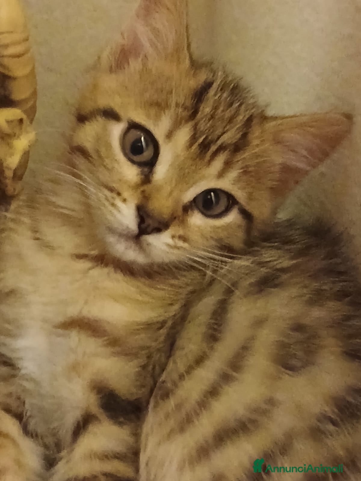 Bengala gatti Cuccioli bengalesi - Annuncio 2