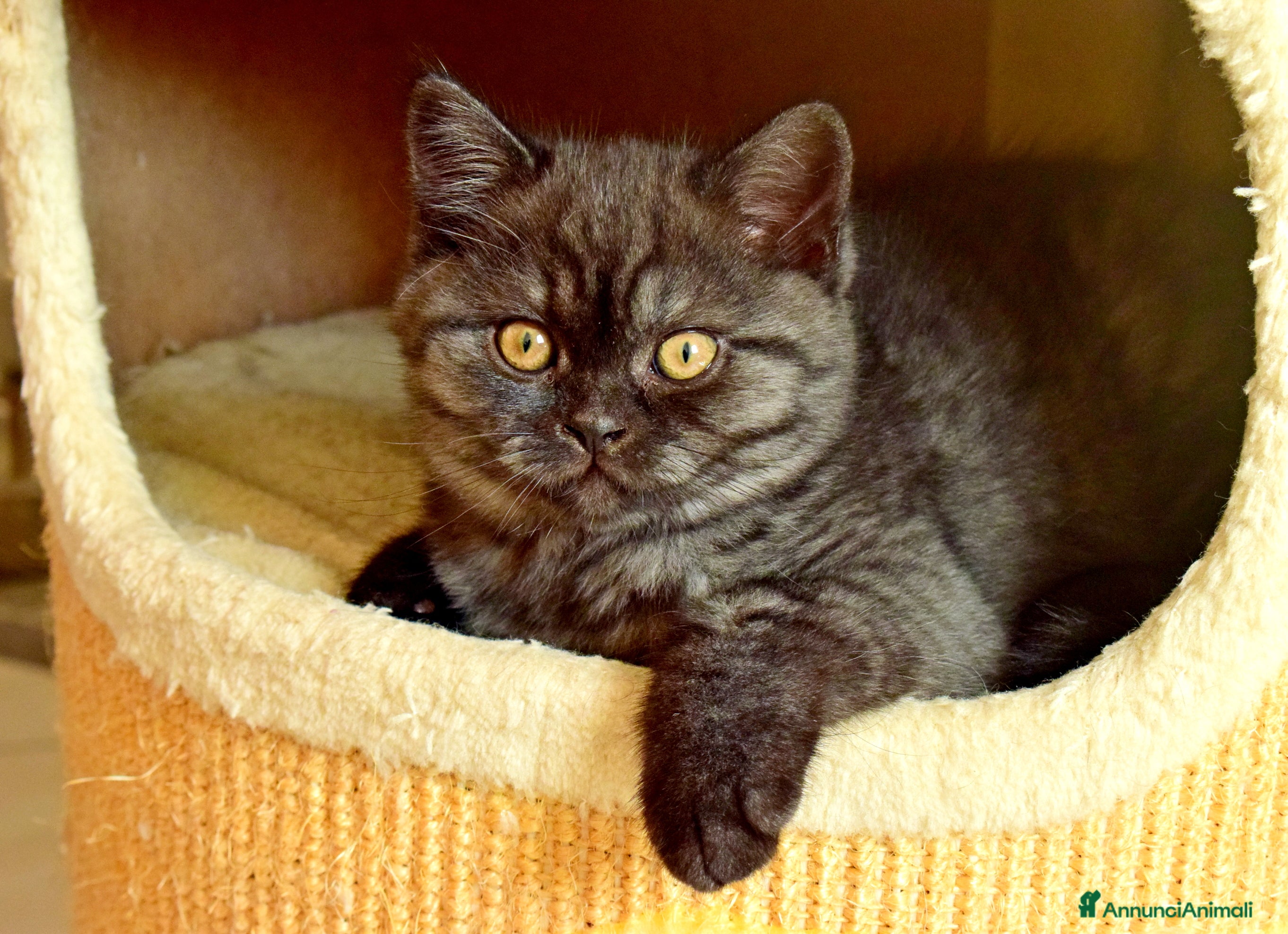 Scottish gatti Scottish fold e straight - Annuncio 16