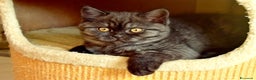 Scottish gatti in vendita: Scottish fold e straight - Annuncio 1