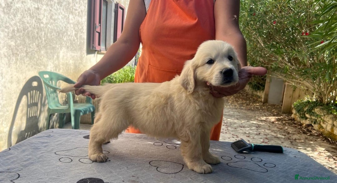 Golden Retriever cani in vendita: Cuccioli di golden retriever linea inglese  a Provincia di Mantova - Immagine 5