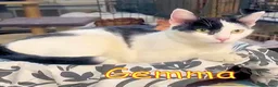 Europeo gatti in regalo: GEMMA MERITA UNA FAMIGLIA - Annuncio 4