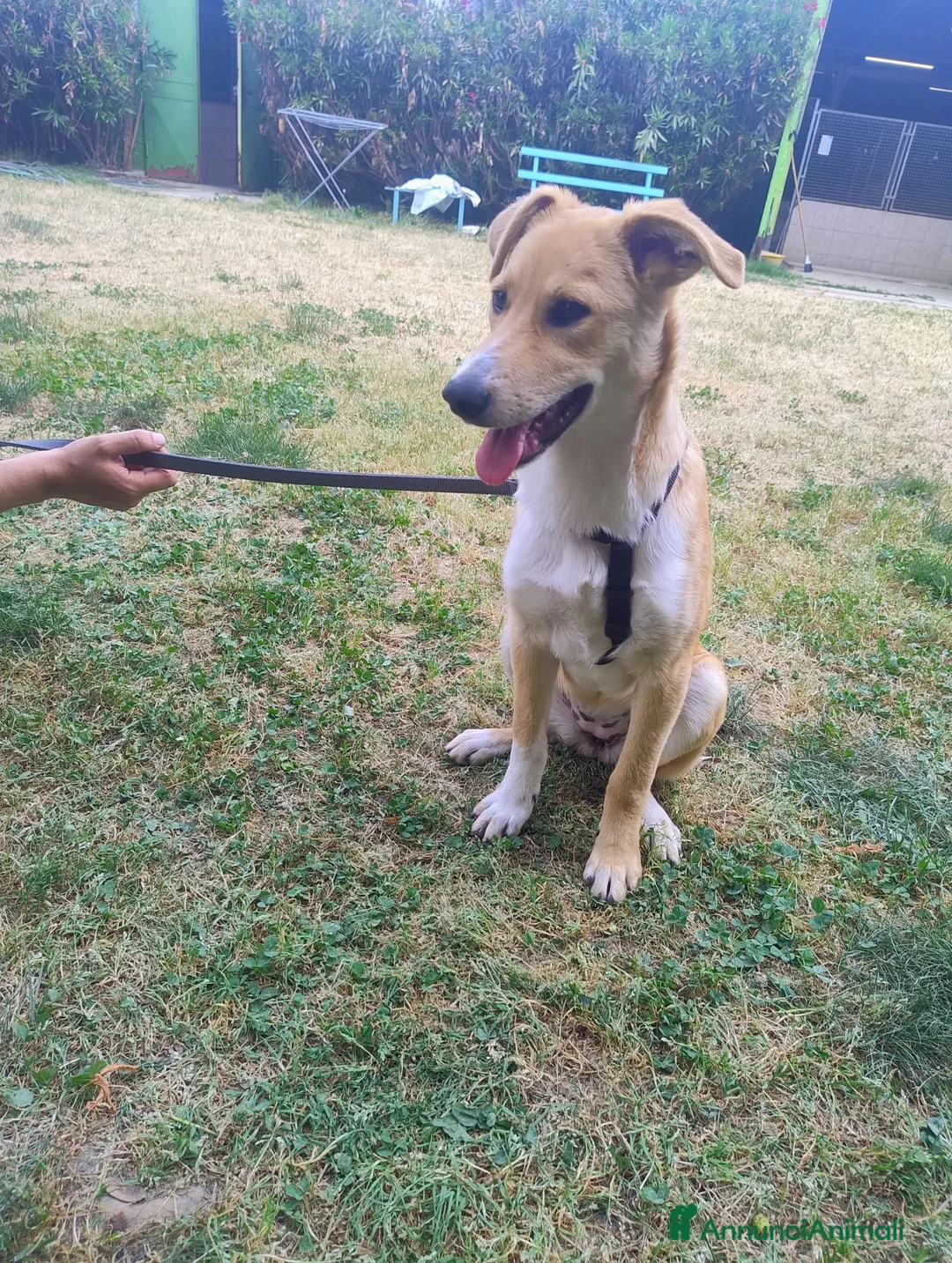 Meticcio cani in regalo: Dolly dolcissima cucciola a Città metropolitana di Milano - Annuncio 2