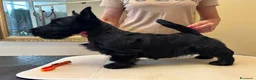 Scottish Terrier cani in vendita: Scottish terrier - Annuncio 2