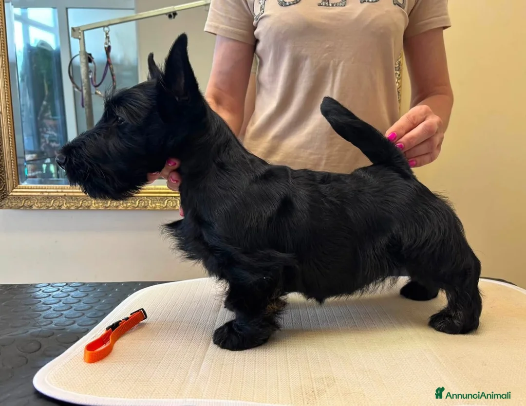 Scottish Terrier cani in vendita: Scottish terrier - Annuncio 2