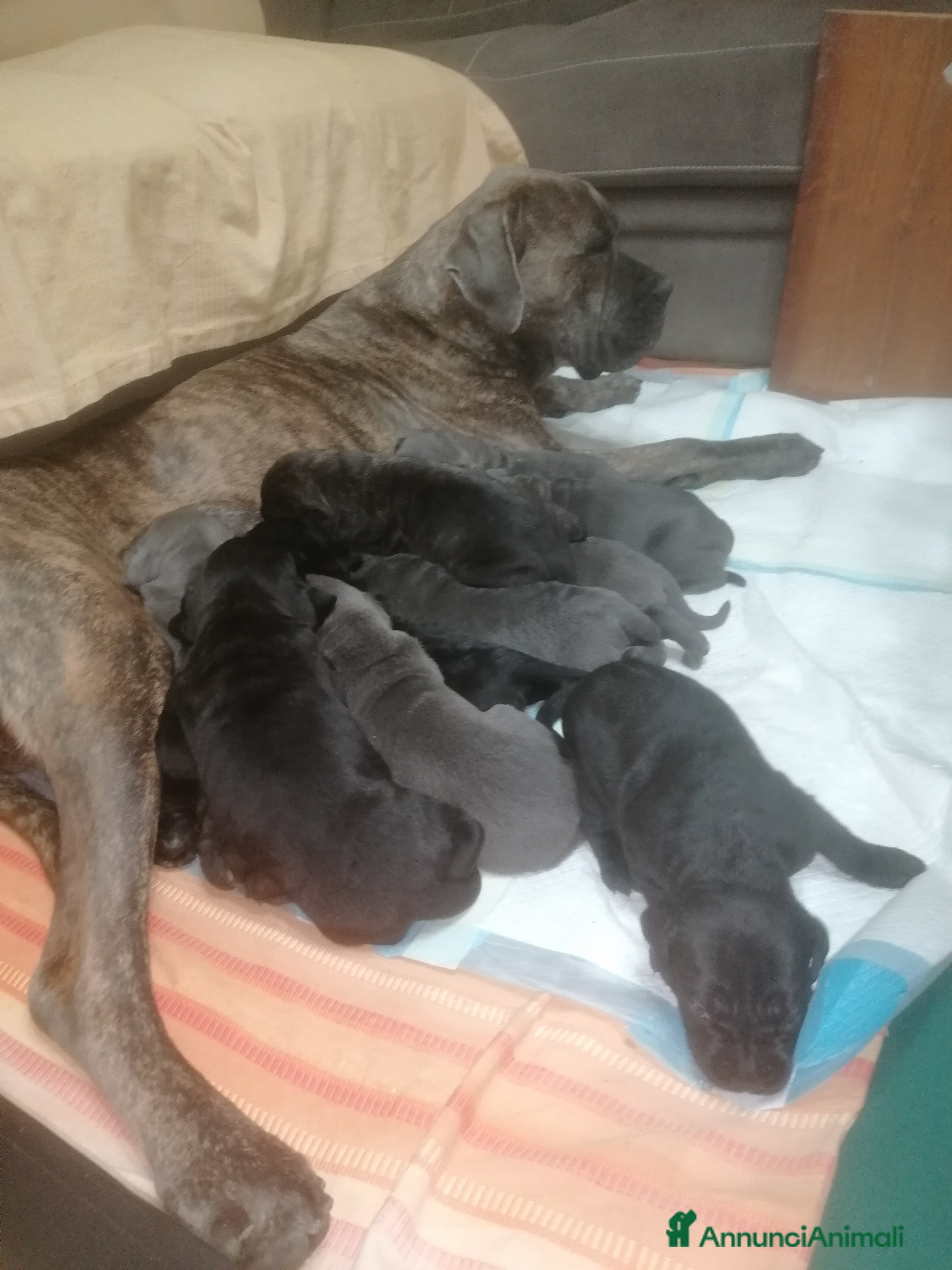 Cane Corso cani Cuccioli Cane Corso  - Annuncio 2