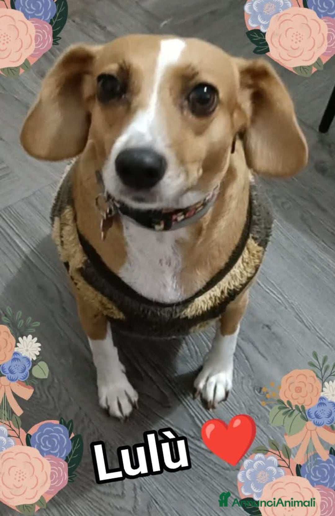 Meticcio gatti in regalo: Cagnolina incrocio Beagle  - Annuncio 6