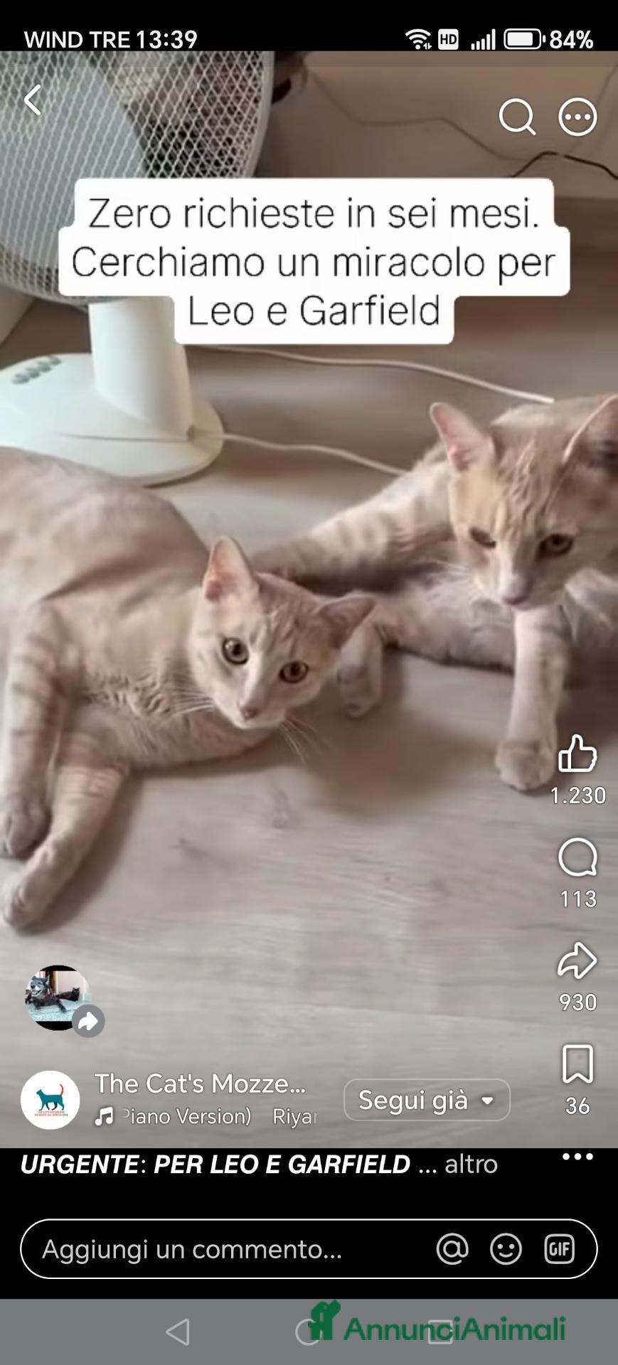 Europeo gatti Per Leo e Garfield cerchiamo adozione di coppia  - Annuncio 9
